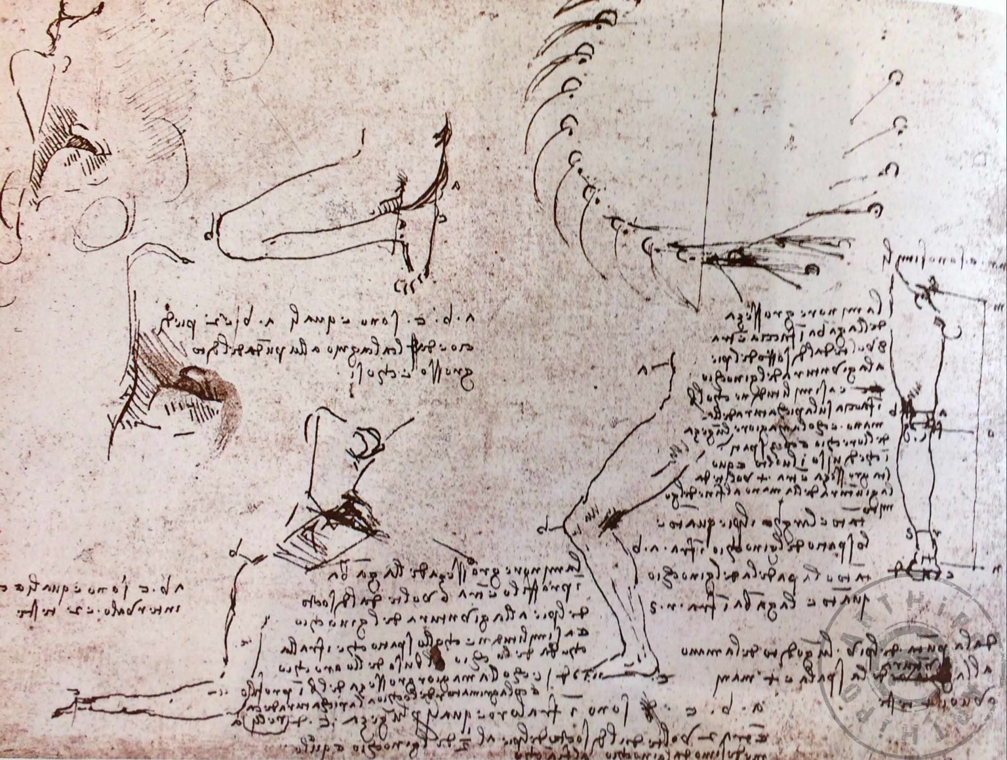 Leonardo Da Vinci Eklemler ve Kaslar Bilimsel Çalışma