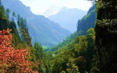 Yağlıboya Orman Resmi Nasıl Yapılır, Orman Nasıl Çizilir?