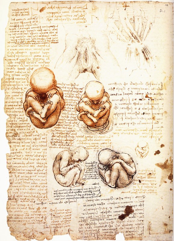 Renaissance Science, Lenorda da Vinci Fetus Models
