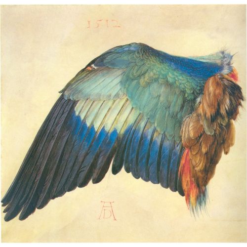 Albrecht Durer, Mavi Bir Kuzgunun Kanadı