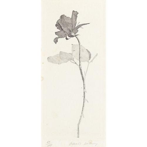 David Hockney, Rosa Ve Rosa Sapı David Hockney, Rosa Ve Rosa Sapı