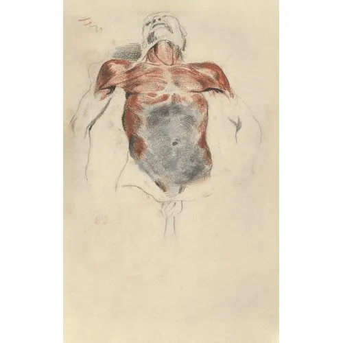 Eugène Delacroix, Bir Erkek Kadavranın Ecorche Torso Romantizm Sanat Akımları Eugène Delacroix, Bir Erkek Kadavranın