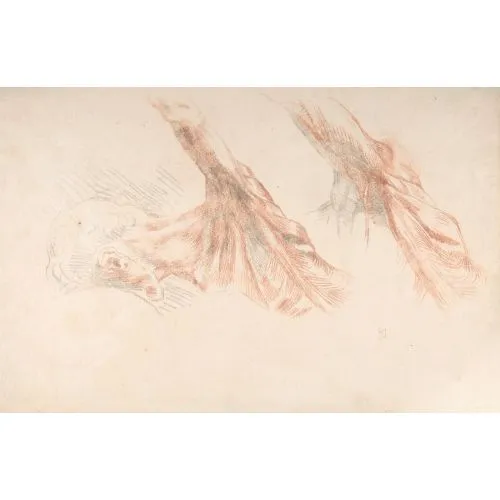 Eugène Delacroix, Ecorché Two Studies of the Muscles of the Shoulder and of the Arm Raised Romance Art Movements Eugène