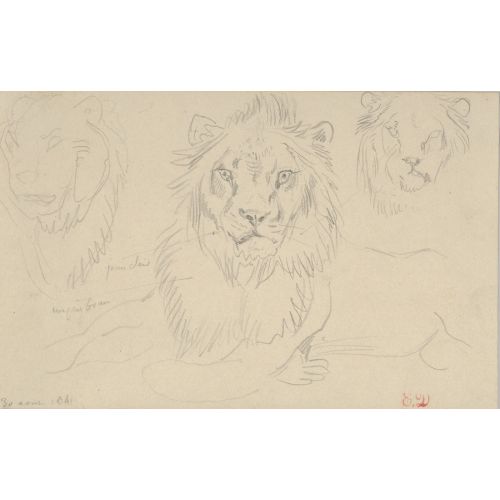 Eugene Delacroix, A Lion Full Face Eugene Delacroix, A Lion Full Face