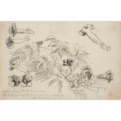Eugene Delacroix, Virginia Yasemini Çalışması