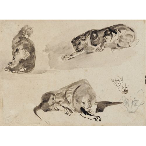 Eugene Delacroix, İki Aslan Ve Bir Aslan Başı İle Bir Kedinin Çalışmaları