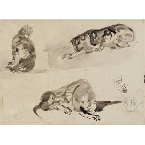 Eugène Delacroix, İki aslan ve bir aslan başı ile bir kedinin çalışmaları Romantizm Sanat Akımları Eugène Delacroix