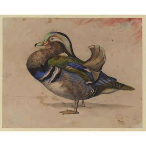 Eugene Delacroix, A Mandarin Drake Eugene Delacroix, A Mandarin Drake