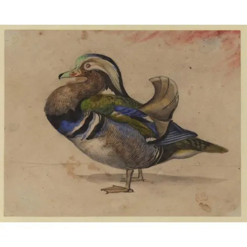 Eugène Delacroix, Bir Mandarin Ördeği Romantizm Eugène Delacroix, Bir Mandarin Ördeği Romantizm Sanat Akımları Eugène Delacroix, Bir Mandarin Ördeği, Romantizm, adlı