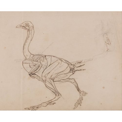 George Stubbs, A Cock Anatomy II George Stubbs, A Cock Anatomy II