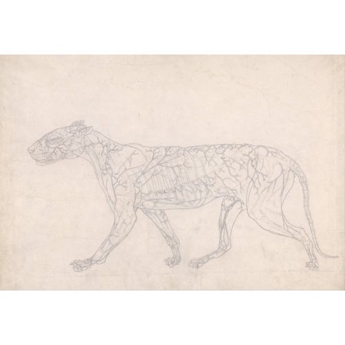 George Stubbs, Bir Kaplan Anatomisi Xıı
