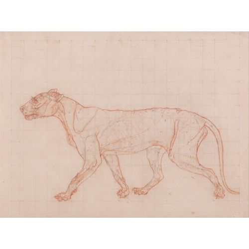 George Stubbs, Bir Kaplan Anatomisi Vııı