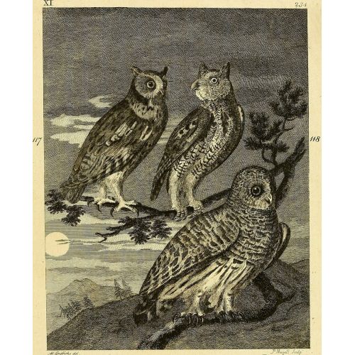 George Stubbs, Baykuşlar George Stubbs, Baykuşlar