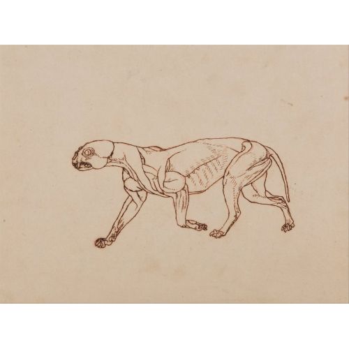 George Stubbs, Bir Kaplan Anatomisi III