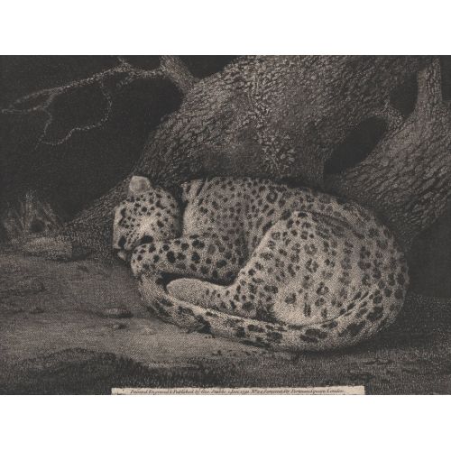 George Stubbs, Uyuyan Bir Leopar