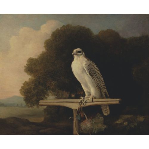George Stubbs, Grönland Şahin George Stubbs, Grönland Şahin