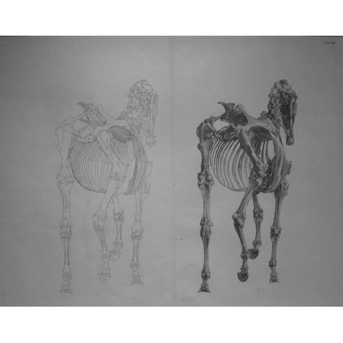 George Stubbs, Atın Anatomisi III