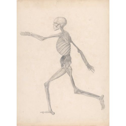 George Stubbs, İnsan Vücudu Vııı