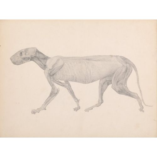 George Stubbs, Bir Kaplan Anatomisi Vıı
