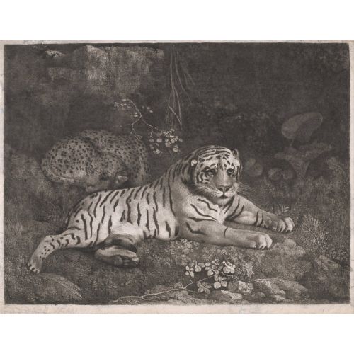 George Stubbs, Bir Kaplan Ve Uyuyan Bir Leopar