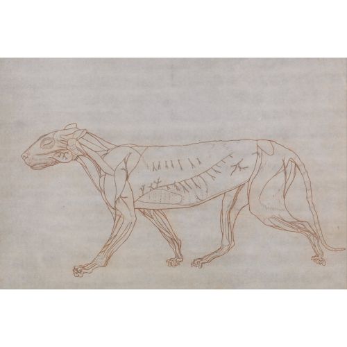 George Stubbs, Bir Kaplan Anatomisi Xı