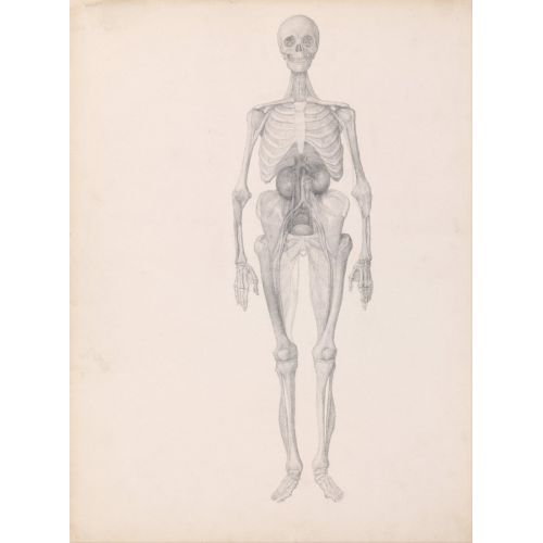 George Stubbs, İnsan Vücudu Xııı