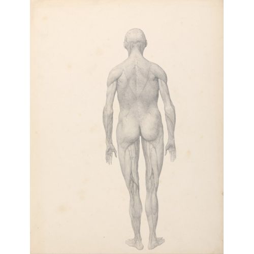 George Stubbs, İnsan Vücudu Iv