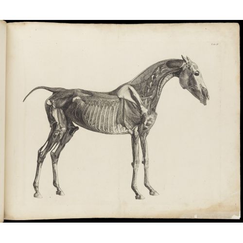 George Stubbs, Atın Kasları, Kemikleri Ve Kan Damarları