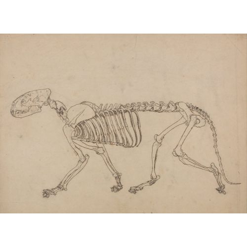 George Stubbs, Bir Kaplan Anatomisi II