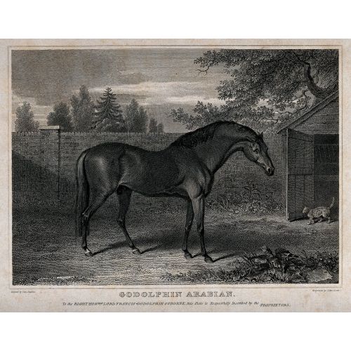 George Stubbs, A Horse In A Yard Wellcome George Stubbs, A Horse In A Yard Wellcome