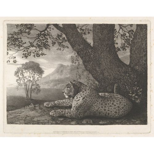 George Stubbs, Bir Ağacın Kenarında Uzanan Leopar George Stubbs, Bir Ağacın Kenarında Uzanan Leopar