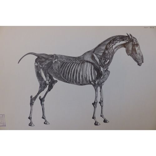 George Stubbs, At Anatomisi Profili