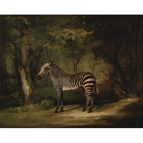 George Stubbs, Zebra