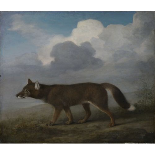 George Stubbs, Büyük Köpek Dingo Portresi George Stubbs, Büyük Köpek Dingo Portresi