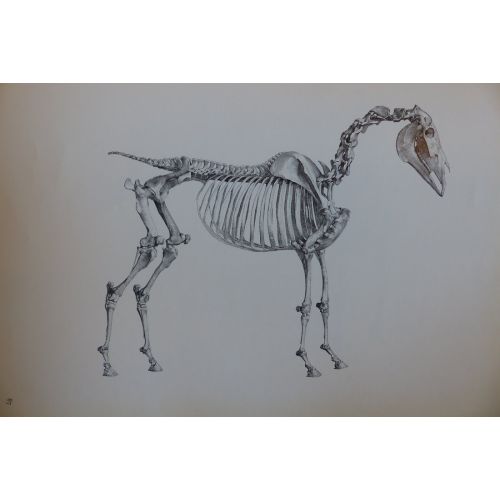 George Stubbs, At İskeletinin Anatomisi