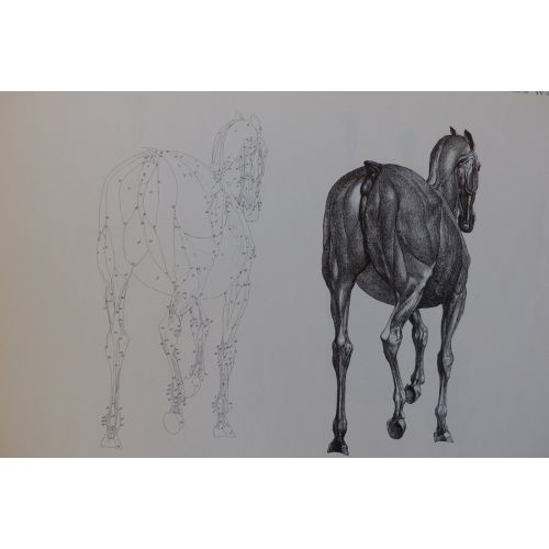 George Stubbs, At Sırtının Anatomisi