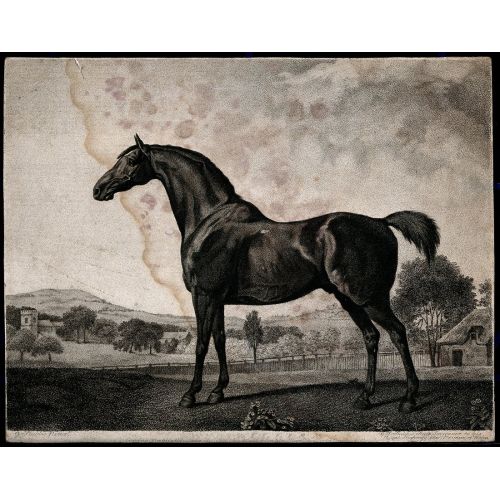 George Stubbs, A Horse In The Countryside Wellcome George Stubbs, A Horse In The Countryside Wellcome