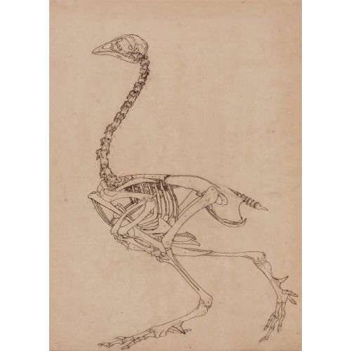 George Stubbs, A Cock Anatomy VII George Stubbs, A Cock Anatomy VII