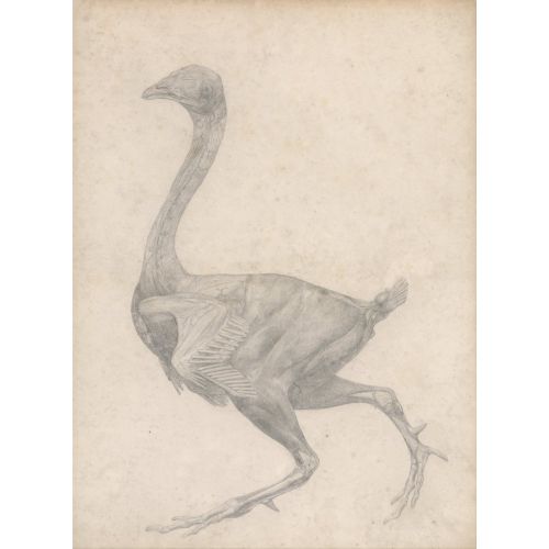 George Stubbs, A Cock Anatomy III George Stubbs, A Cock Anatomy III