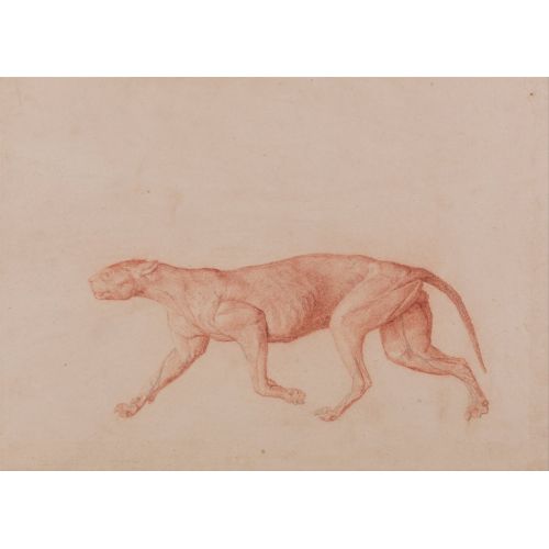 George Stubbs, Bir Kaplan Anatomisi Vı