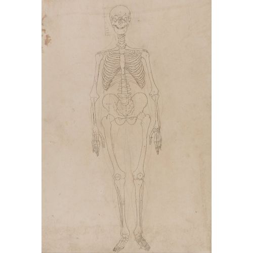 George Stubbs, İnsan Vücudu Vıı