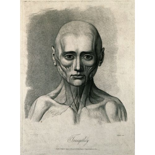 George Stubbs, Yüz Kaslarının Durumunu Gösteren Bir Yüzülmüş Yüz