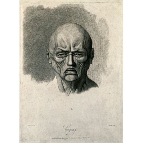 George Stubbs, İlgili Yüz Kaslarının Durumunu Gösteren Bir Yüzülmüş Yüz