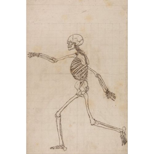 George Stubbs, İnsan Vücudu II