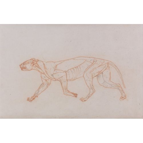 George Stubbs, Bir Kaplan Anatomisi I