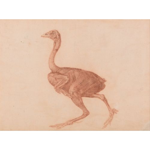 George Stubbs, A Cock Anatomy Ix George Stubbs, A Cock Anatomy Ix