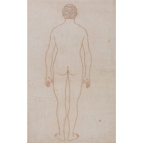George Stubbs, İnsan Vücudu Xv