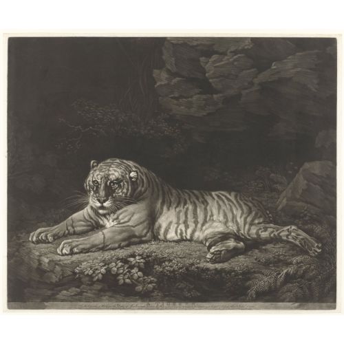 George Stubbs, Bir Kaplan