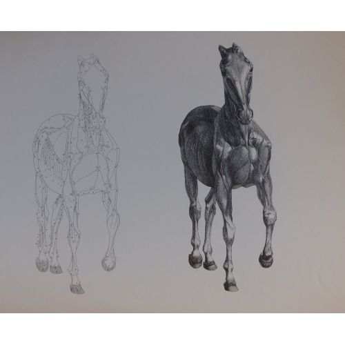 George Stubbs, Anatomy Of The Horse Front Realism Art Movements Canvas, Drawing Paper Prints, Reproduction Oil Painting and High
