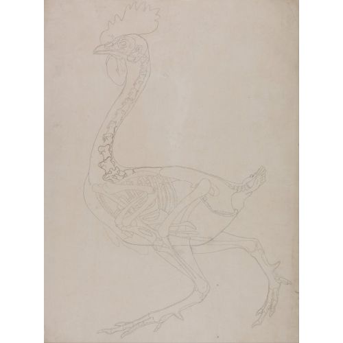 George Stubbs, A Cock Anatomy I George Stubbs, A Cock Anatomy I